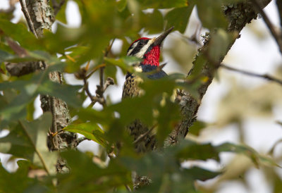 Hybrid Red Naped/Yellow Bellied Sapsucker