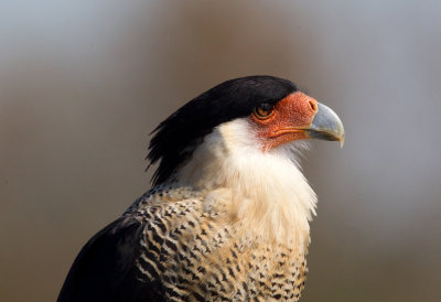 Crested Caracara