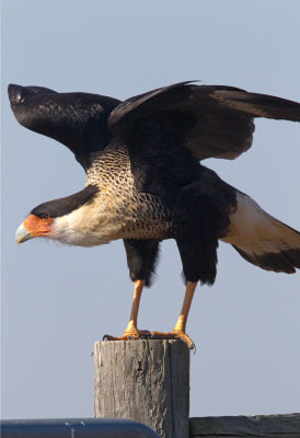 Crested Caracara