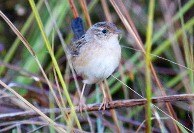 Sedge Wren