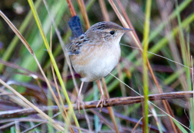 Sedge Wren