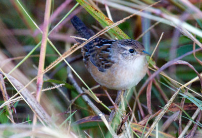 Sedge Wren