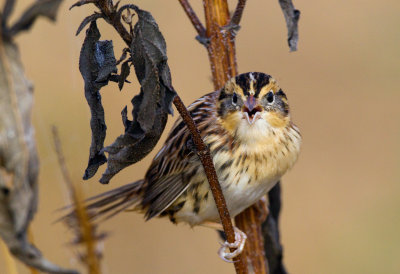 Le Conte's Sparrow