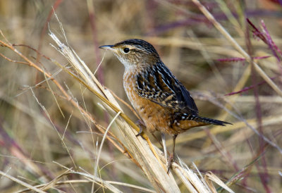 Sedge Wren