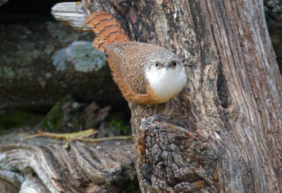 Canyon Wren