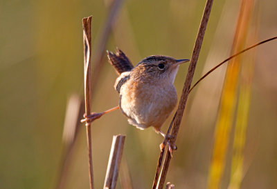 Sedge Wren