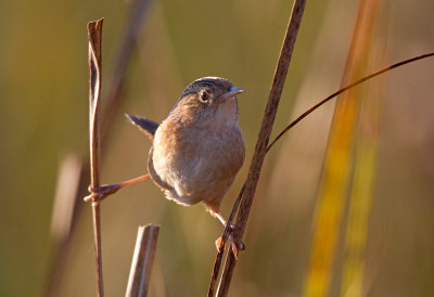 Sedge Wren