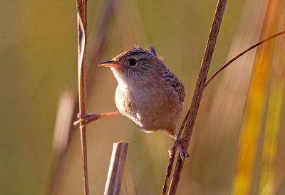 Sedge Wren