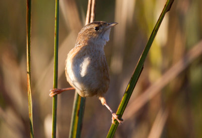 Sedge Wren