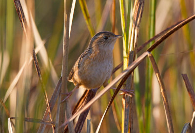 Sedge Wren