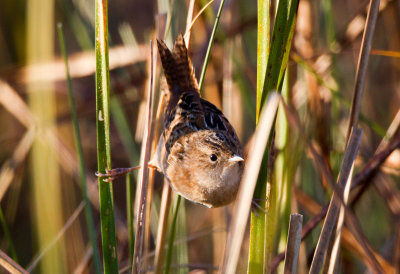 Sedge Wren