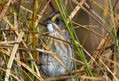 Seaside Sparrow