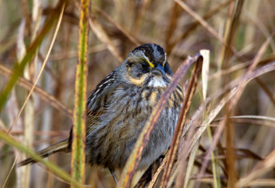 Seaside Sparrow