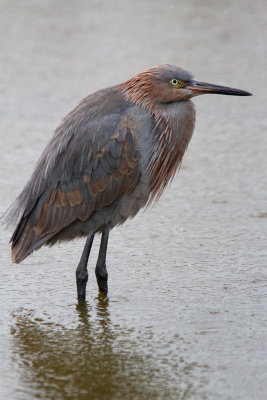 Reddish Egret (immature)