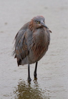 Reddish Egret (immature)