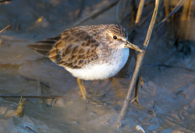 Least Sandpiper