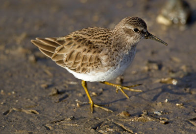 Least Sandpiper
