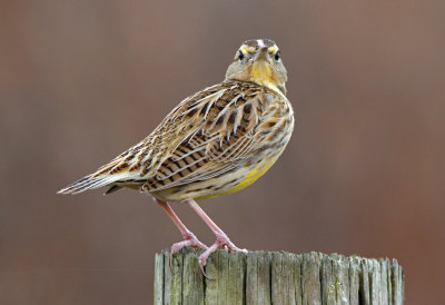 Eastern Meadowlark