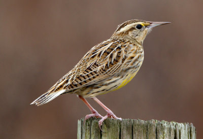 Eastern Meadowlark