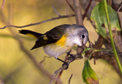 American Redstart (Female)