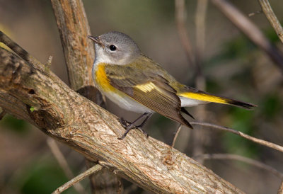 American Redstart (Female)