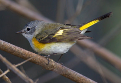 American Redstart (Female)