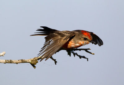 Vermillion-Flycatcher (immature male)