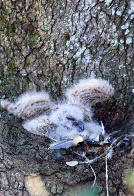 Great Horned Owl Chicks