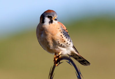 American Kestrel