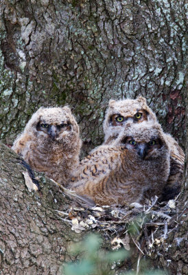 Great Horned Owl Chicks
