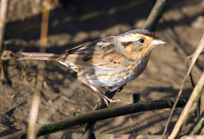 Nelson's Sharp-Tailed Sparrow