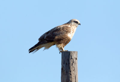 Rough-Legged Hawk
