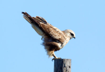 Rough-Legged Hawk