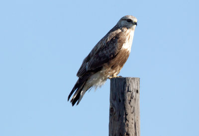 Rough-Legged Hawk