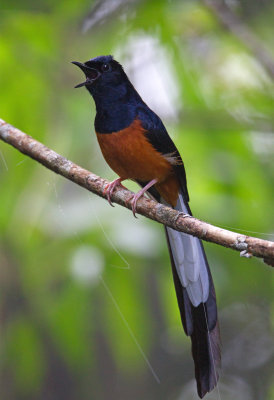 White Rumped Shama