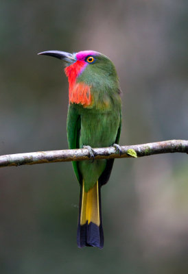 Red Bearded Bee-eater