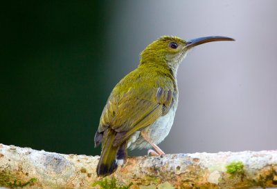 Gray Breasted Spiderhunter