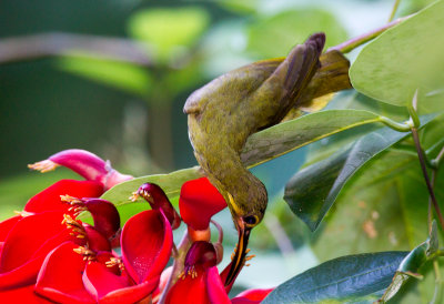 Spectacled Spiderhunter