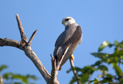 Black Shouldered Kite