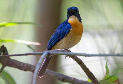 Mangrove Blue Flycatcher