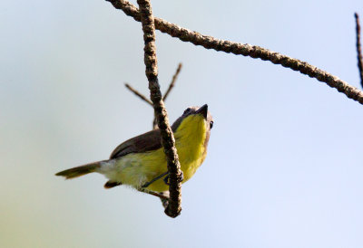 Golden-Bellied Geygone