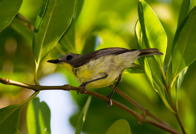 Golden-Bellied Geygone