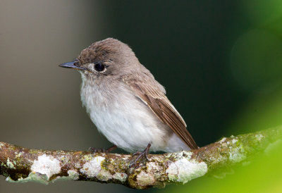 Asian Brown Flycatcher