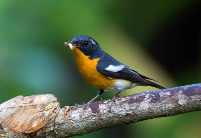 Mugimaki Flycatcher