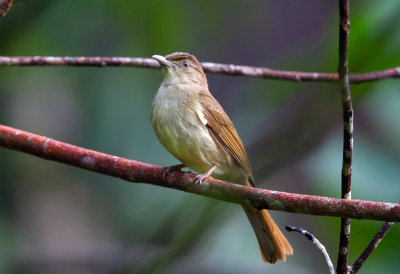 Buff Vented Bulbul