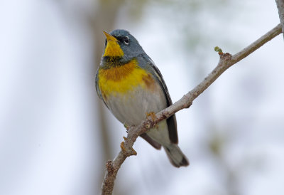 Northern Parula