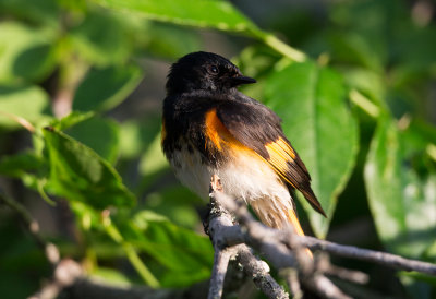 American Redstart