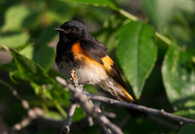 American Redstart
