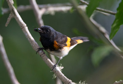 American Redstart with Fly