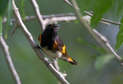 American Redstart with Fly